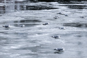В Куршском заливе спасли группу рыбаков на оторвавшейся льдине