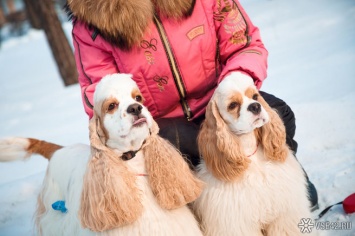 Кемеровчанка заработала на несуществующих собаках 100 тысяч рублей