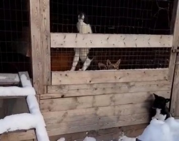 В сегежском приюте для бездомных животных ответили на обвинения в ужасных условиях