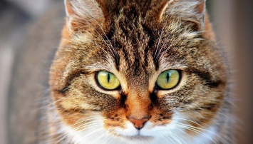 Стало известно, когда в России начнут прививать от аллергии на кошек