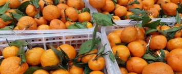 В Калужской области нашли зараженные мандарины