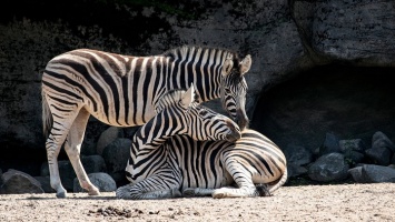 В зоопарке Барнаула скоро появится зебра
