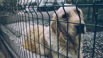 Приют «Ласка» ответил на жалобы барнаульцев на бродячих собак