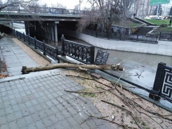 В Симферополе упавшее дерево разбило ограждение набережной Салгира, - ФОТО