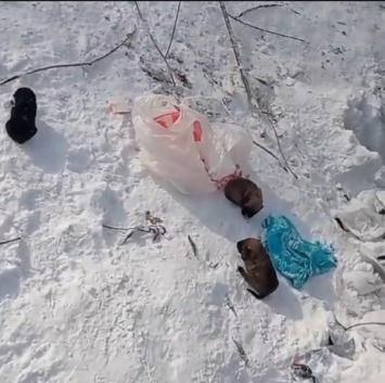 Неизвестные выкинули щенят на мороз в Новокузнецке
