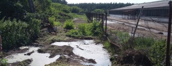 Белгородские животноводы заплатят более трех миллионов рублей за гибель деревьев