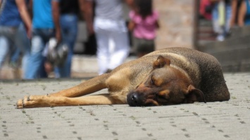 Жители алтайских сел жалуются на свободно гуляющих собак