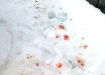 Кровавый след на снегу помог поймать браконьеров в Приамурье