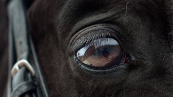 Ветеринар ответил, могли ли условия содержания убить лошадь в приюте «Ласка»
