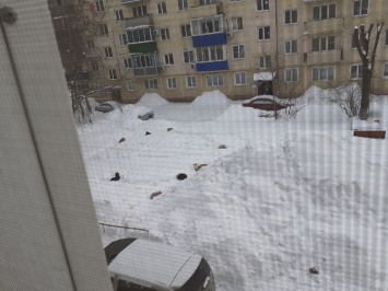 Собаки заполонили жилой двор в Кузбассе