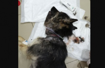Кузбасские волонтеры показали преображение пса без губы и с перетянутой шеей