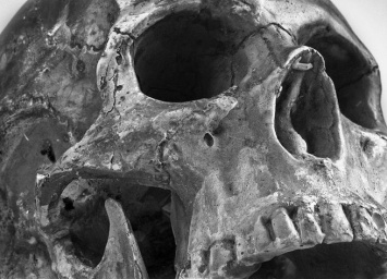 Человеческие зубы помогли ученым сделать открытие о древней пандемии в Сибири