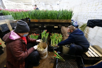 Фермер из Карелии вырастила 100 тысяч тюльпанов
