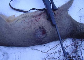 В Приамурье браконьера, застрелившего косулю, выдала кровь на одежде