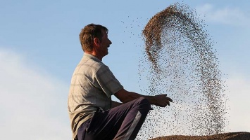 Урожай пшеницы в Сибири будет больше прошлогоднего, а цены - ниже