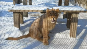Львенок «расцеловал» камеру в барнаульском зоопарке