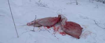 В Калужской области браконьеры убили беременную лосиху