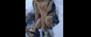 Вмерзшего в лед пса спасли в Калужской области