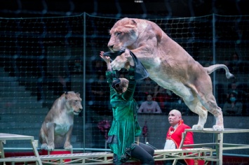 Зрелищное шоу «Львы Африки», в котором задействовано сразу восемь хищников, покажут на манеже Кемеровского цирка