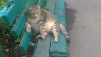 Бийчанку «спас» от коронавируса самый толстый кот России