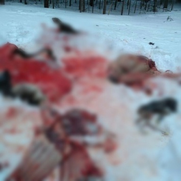 Браконьеры жестоко убили беременную лосиху в Ульяновском лесу