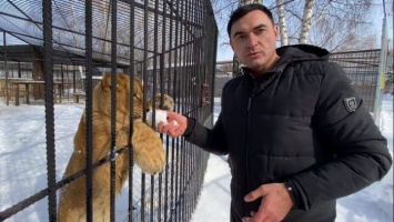 Двое львят и тигренок Витас уедут из Барнаульского зоопарка