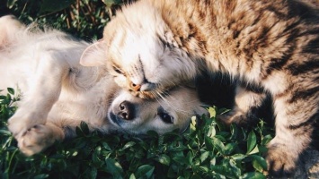 Кошки против собак: содержание каких питомцев обойдется дороже