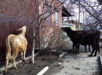 Три голодные коровы терроризируют жителей Ростовской области