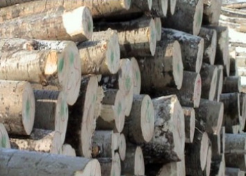 Ущерб от незаконной вырубки деревьев в Приамурье с начала года достиг 35 миллионов рублей
