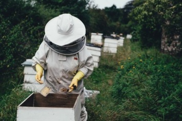 В Приамурье могут усилить защиту пасечных пчел
