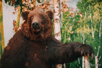 Власти предупредили кузбассовцев о тысячах голодных медведей в лесу