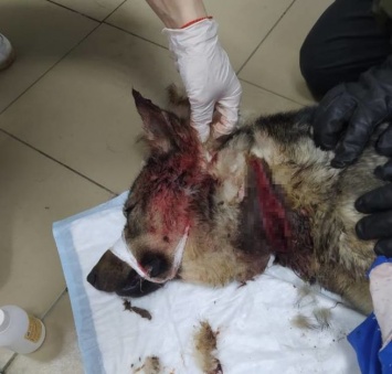 Ошейник разрезал шею брошенного на произвол судьбы щенка в Новокузнецке