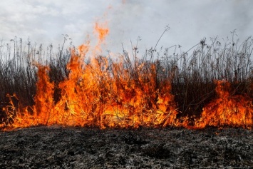 За сутки пожарные в Калининградский области 55 раз тушили палы травы и горящий камыш
