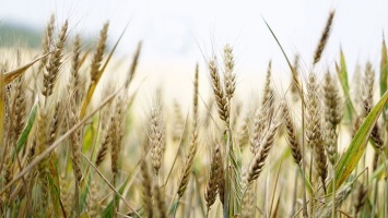 Закупочные цены на пшеницу 3 класса и гречиху в Алтайском крае стали падать