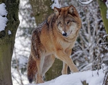 Охотники уничтожили стаю волков, которая терроризировала Пряжу