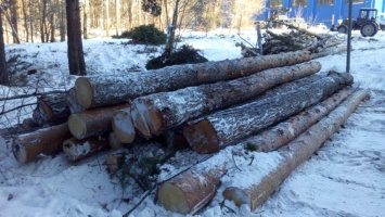 Жители Бийска заподозрили внеплановую вырубку деревьев в парковой зоне