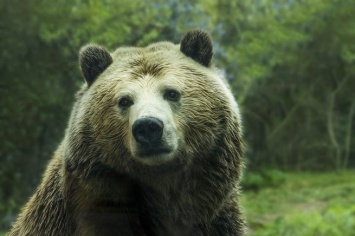 Лось и семеро медведей погибли от удара током в Тверской области