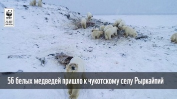 Более 50 голодных медведей окружили село на Чукотке