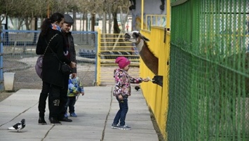 В Симферополе закрыли зооуголок, в котором лошадь откусила палец ребенку: что будет с животным