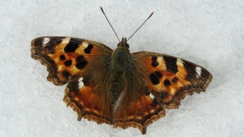 Первую бабочку встретили в Алтайском крае