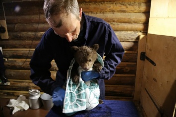 Центр реабилитации медвежат откроется в Алтайском заповеднике