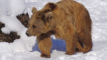 В Алтайском крае проснулись медведи