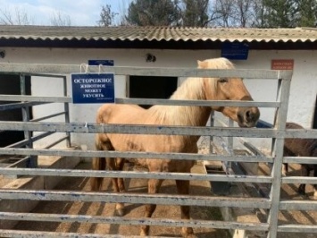 Прокуратура выявила ряд нарушений в зооуголке Симферополя, где лошадь откусила палец 5-летней девочке