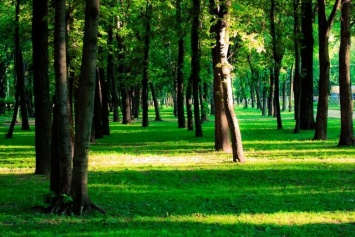 В Симферополе планируют увеличить площади зеленых зон