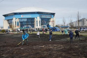 В Калининграде на Сельме посадили 75 сакур