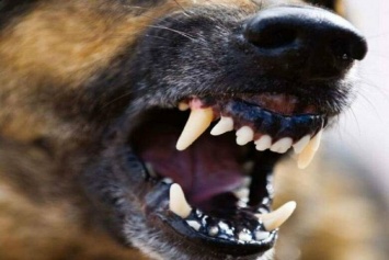 Очередное нападение в Шахтах: на рынке «Стайер» собака покалечила женщину