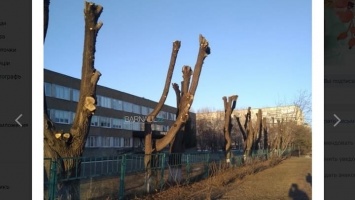 Барнаульцы возмутились обрезкой деревьев в соцсетях