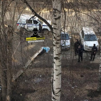 В Барнауле следком разбирается в обстоятельствах гибели мужчины после падения на него дерева