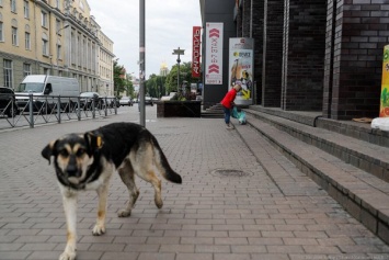 В Госдуму внесли законопроект о запрете походов в кафе и магазины с животными