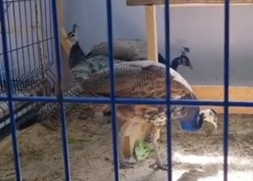 В зоопарке биологo-туристического центра в Благовещенске появились павлины